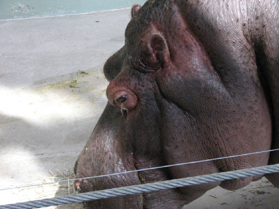 01hippopotamus.jpg