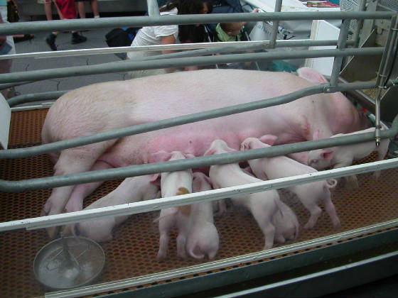 01littlepiggies.jpg