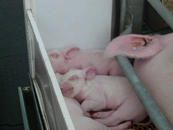 02piggiessleeping.jpg