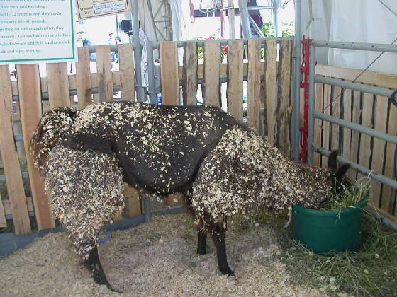 04-llama.jpg