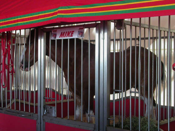 06budhorses.jpg