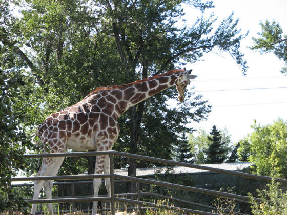 07giraffe.jpg