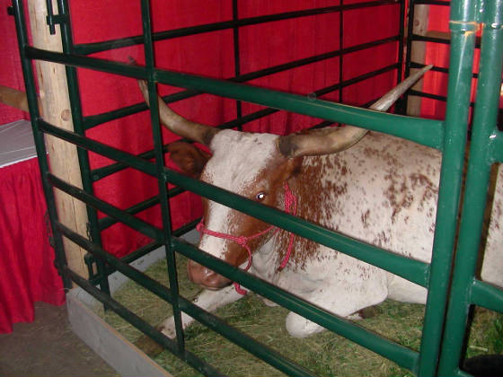 07texaslonghorn.jpg