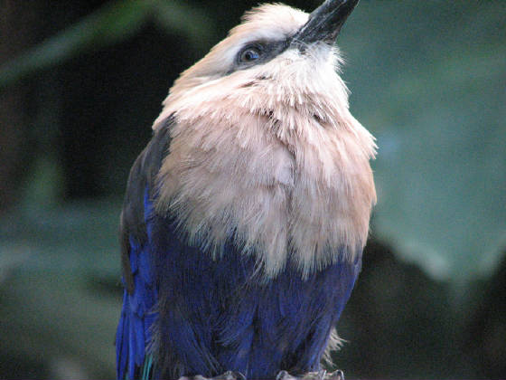 10bluebelliedroller.jpg
