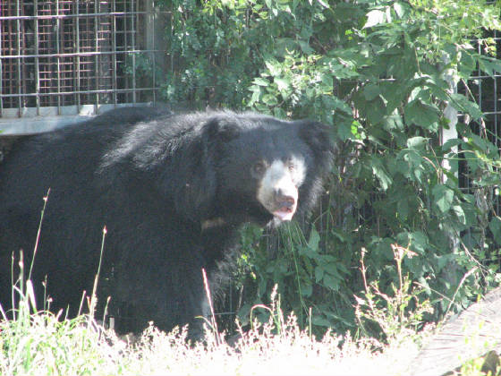 16bearsloth.jpg
