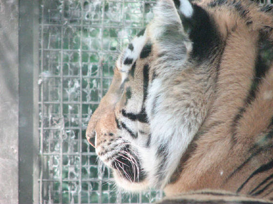 17-tiger.jpg