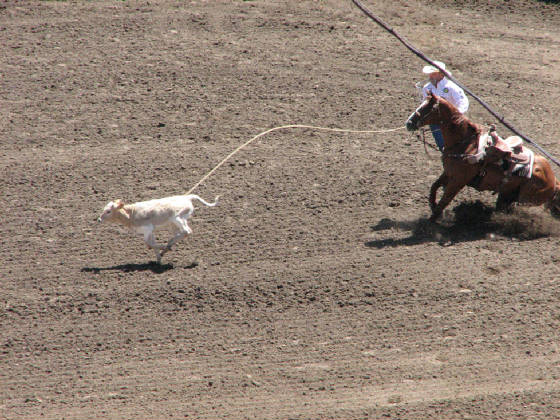 21calfroping.jpg