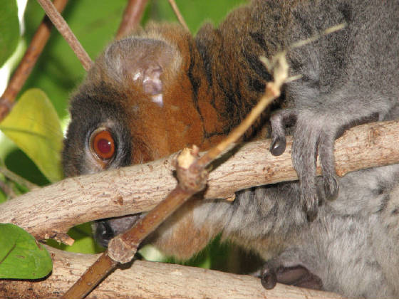 22lemur.jpg