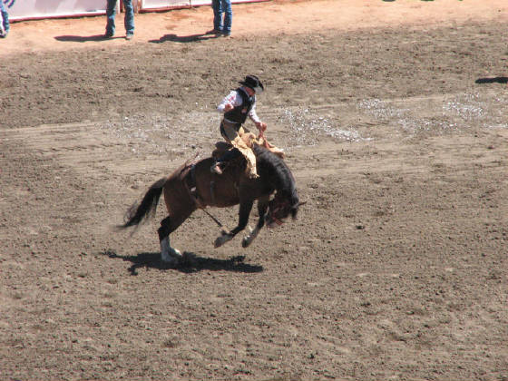 35saddlebroncriding.jpg