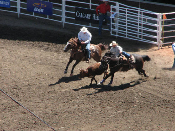 45steerwrestling.jpg
