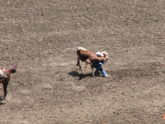 46steerwrestling.jpg