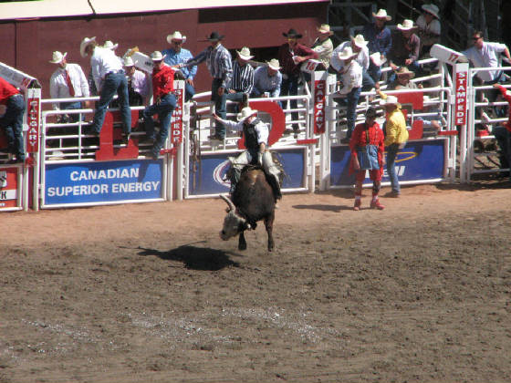 72bullriding.jpg