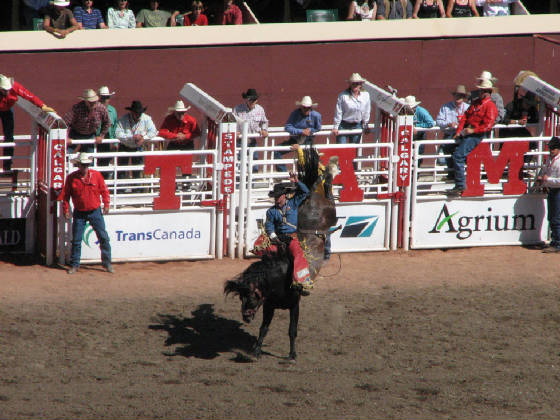 81saddlebroncriding.jpg